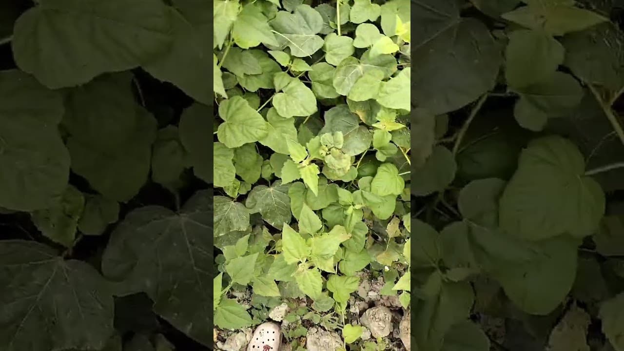Video 4