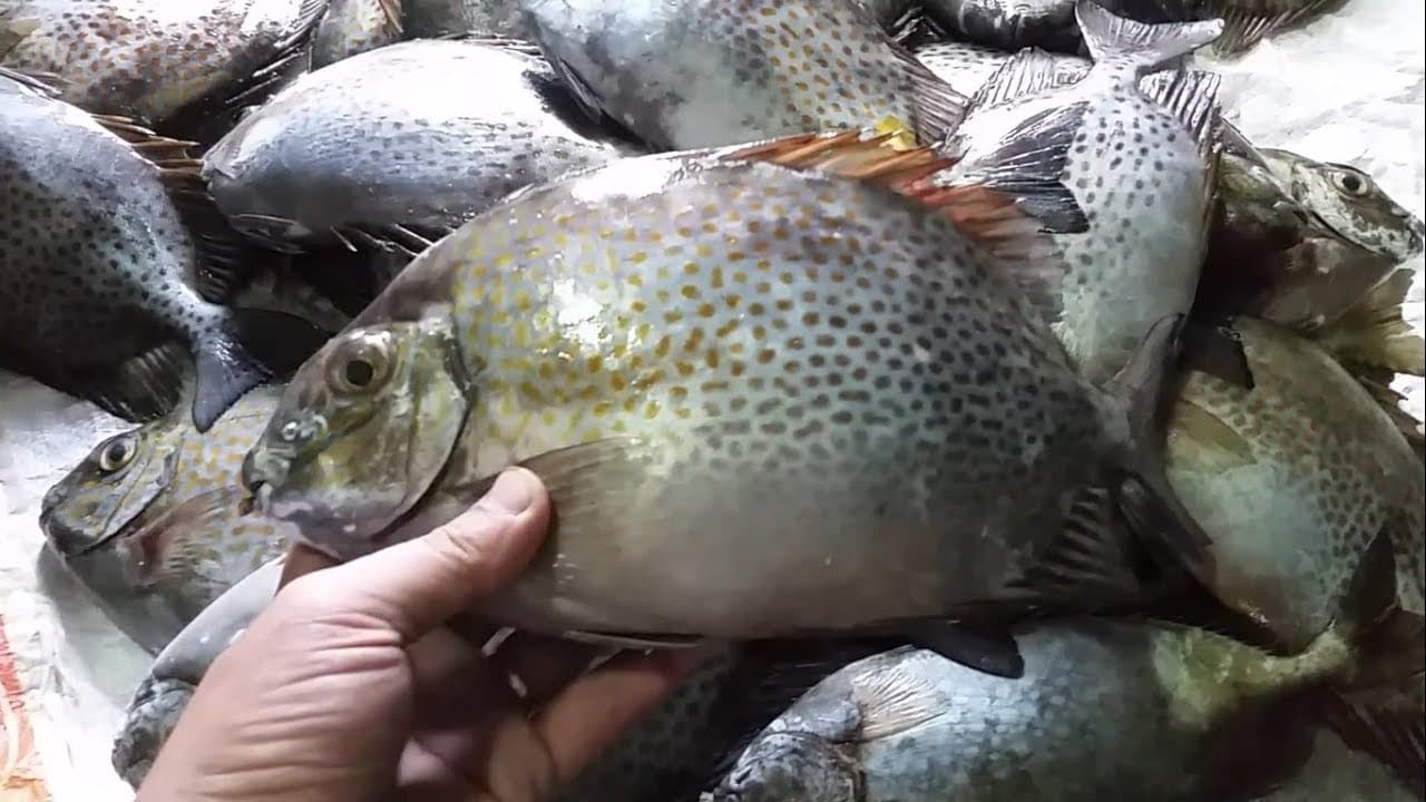 Canh Cá Dìa Nấu Thơm Cà Chua