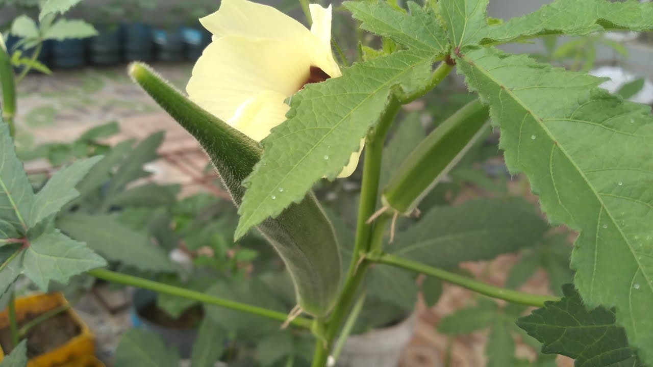 Video 2