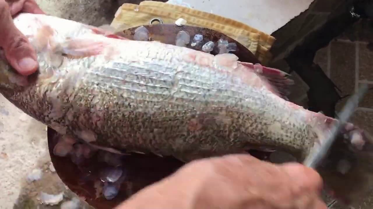 Video 5